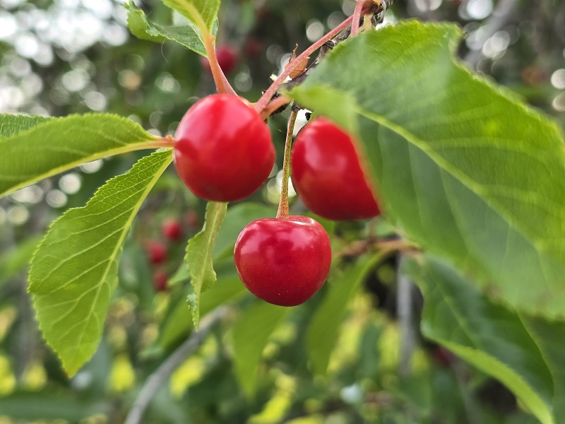 cherry